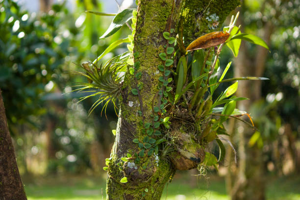This photograph showcases climbing plants growing on the trunk of an orange tree, creating a vibrant and dynamic natural scene. The climbing plants' lush green foliage weaves elegantly through the rugged bark of the tree, forming a visually captivating contrast. The intertwining of the plants with the tree trunk highlights the harmony between cultivated greenery and the natural environment. The photograph captures the rich textures and patterns formed by the interplay of the climbing plants and the tree bark, emphasizing the natural beauty and intricate relationships found in the outdoors. The soft sunlight filtering through the foliage adds depth and warmth to the scene, enhancing the overall aesthetic appeal of the photograph. This image beautifully illustrates how climbing plants can integrate with and enhance the beauty of established trees, contributing to a lush, green landscape.