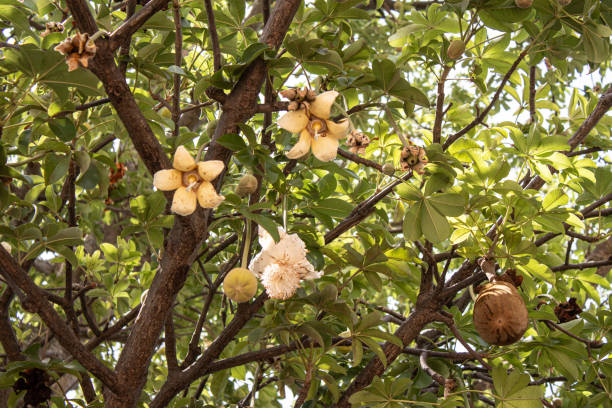 Baobab with fruit in Guinea-Bissau