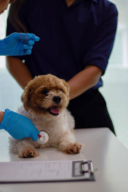 istock Female veterinarian 2164418247