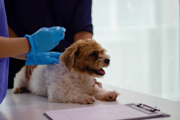 istock Animal Hospital 2164418327