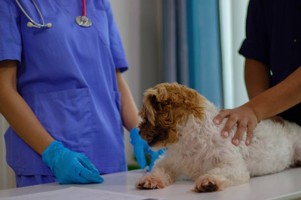 istock animal clinic 2164418456