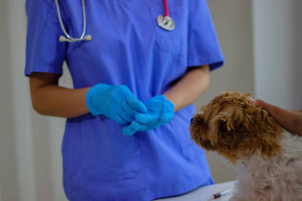 istock animal Hospitoal 2164418627