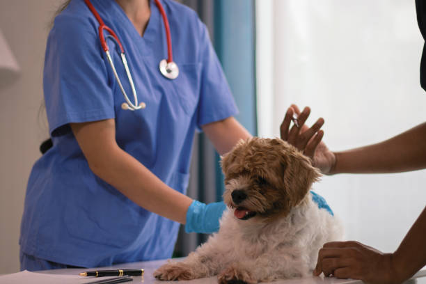 istock animal Hospital 2164418844