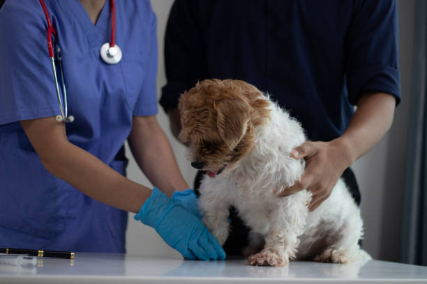 istock animal clinic 2164418883