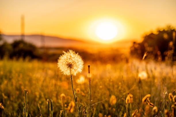 Dandelion Puff In Sunset Area Orange Sky Meadow