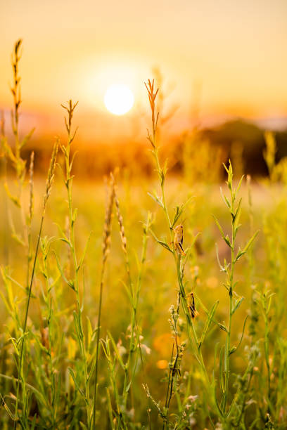 Grasshoppers in Meadow Sunset on Grass