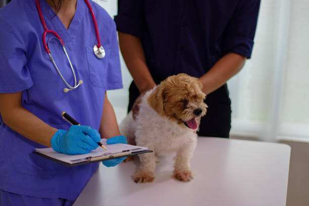 istock animal clinic 2164419161