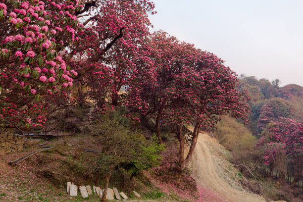 istock Path passing through beautiful Rhododendron forest near Ghorepani, Nepal 2164419978
