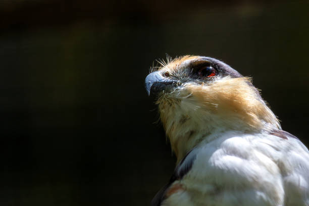istock Pearl Kite (Gampsonyx swainsonii) in Central and South America 2164420294