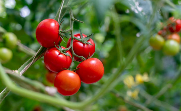 Organic tomatoes growing in a greenhouse