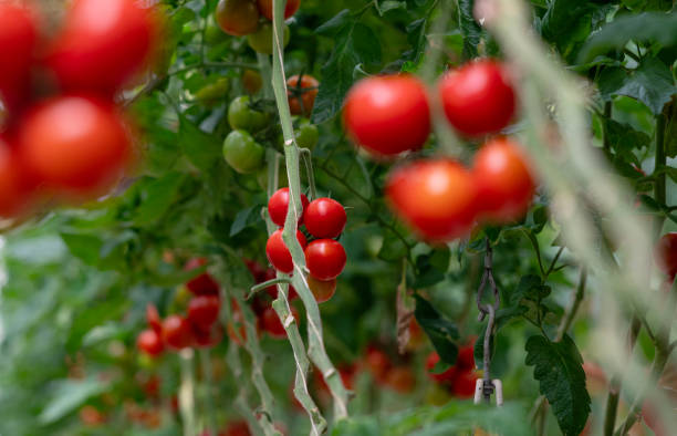 istock Organic tomatoes growing in a greenhouse 2164420710
