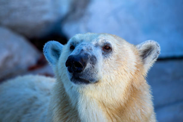 A majestic Polar Bear was sighted. Known for its white fur and powerful build, this apex predator is commonly found in the Arctic regions, relying on sea ice for hunting seals.