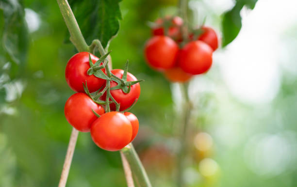 istock Organic tomatoes growing in a greenhouse 2164420943