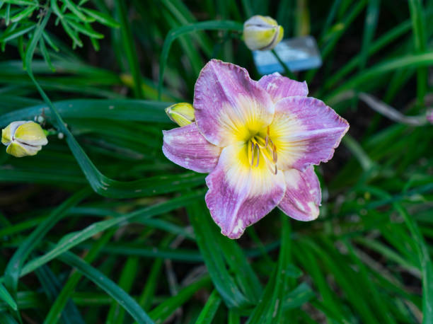 istock Garden Daylily Macro 2164421866