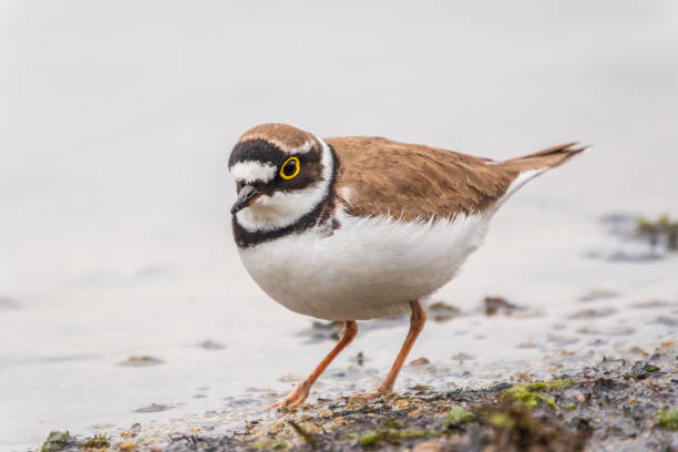 istock Little ringed plover (Charadrius dubius), bird standing on the lake shore 2164422712