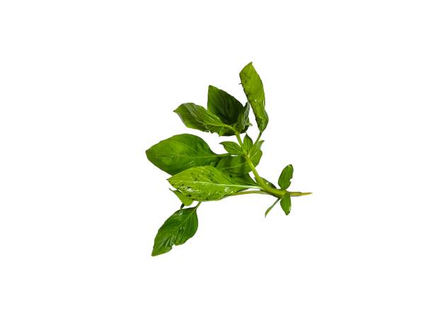 istock Thai basil on white background. Vegetable and asia herb 2164426583