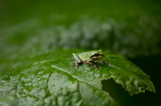 istock A tiny Pacific chorus frog rests on a large darmera leaf in summer 2164427984