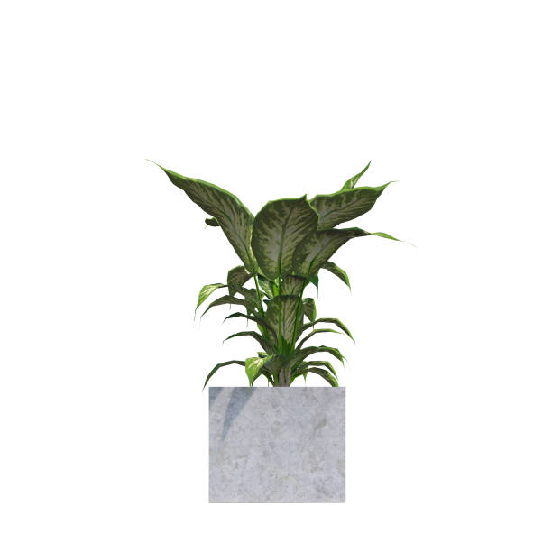 istock tropical plant pot green leaf white background 3d render illustration. 2164429297