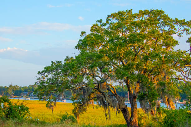 istock Live Oak Tree along the bay-Hilton Head, South Carolina 2164430578