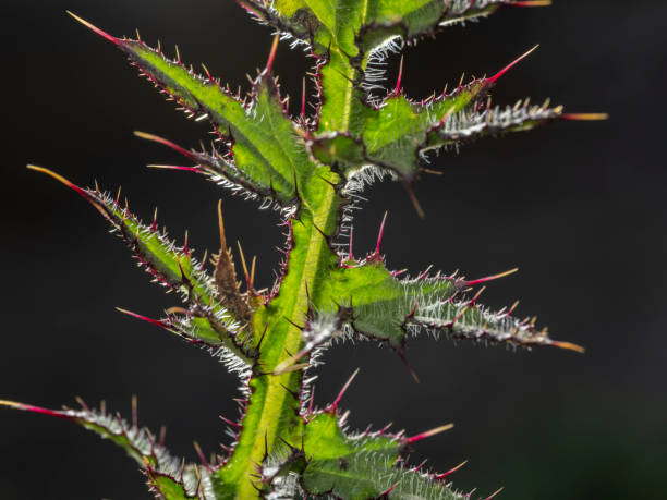 Closeup of thorns of a thistle backlit