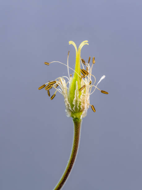 istock Wild flower in the Pyrenees in summer 2164430615