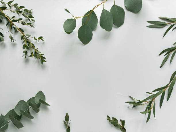 istock White background with eucalyptus and various evergreen twigs, overhead view 2164435847