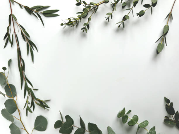 istock White background with eucalyptus and various evergreen twigs, overhead view 2164435853