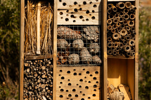 istock bee hotel in the organic orchard 2164438466