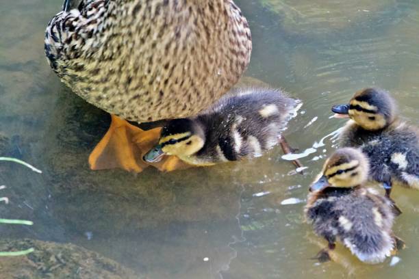 istock Duck family on water 2164438650
