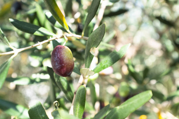 istock One olive ripening on the branch olive-tree, close-up. Olive background for publication, design, poster, calendar, post, screensaver, wallpaper, banner, cover. High quality photo 2164442131