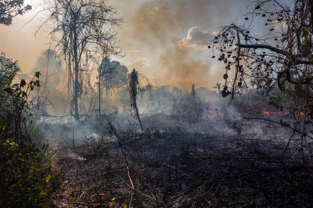 istock Amazon rainforest illegal deforestation fire aerial view to open land for cattle, soybeans and agriculture. Concept of environment, ecology, climate change, global warming, conservation, co2, nature. 2164445226