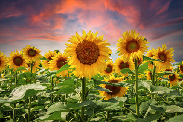 istock Sunflower fields And blue Sky clouds Background.Sunflower fields landscapes on a bright sunny day with patterns formed in natural background. 2164445777