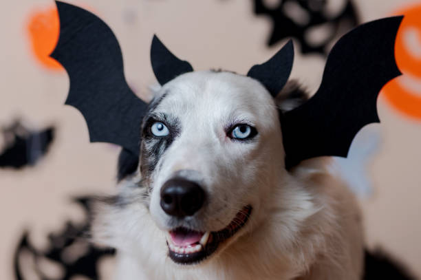 istock pet during halloween party 2164446833