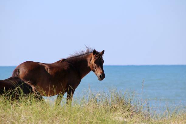 istock Summer Sea Oats 2164449957