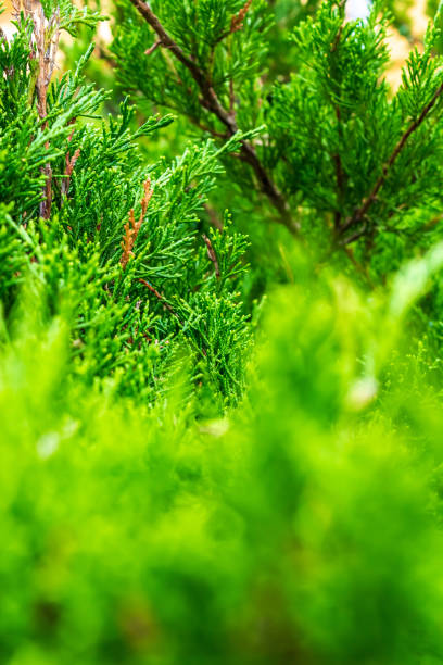 istock Lush Christmas tree in the sunlight 2164451852