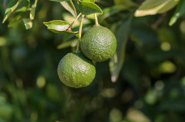 istock Green oranges ripen on a branch. Fresh fruit concept 2164452299