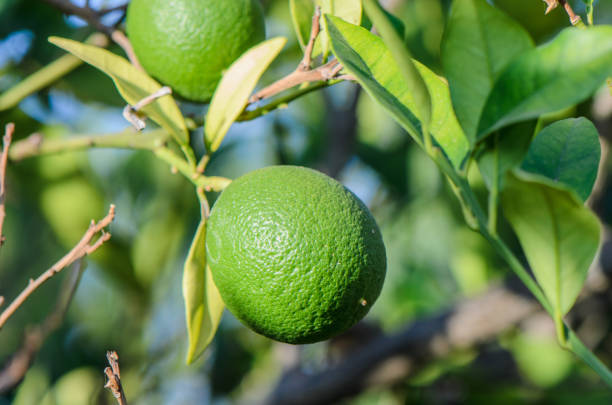 istock Orange trees and fruits growing 2164452310