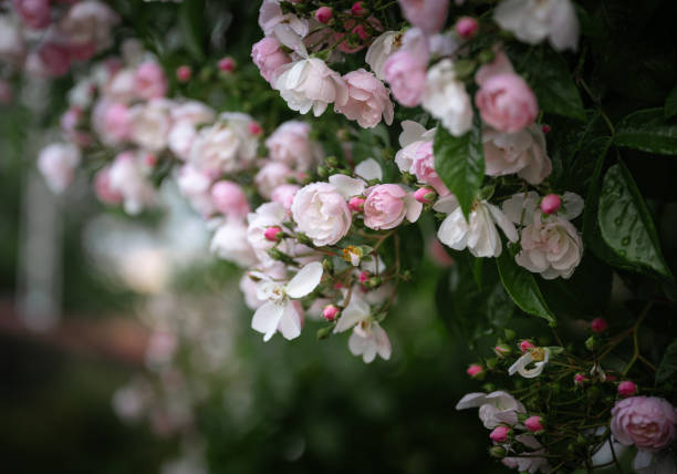 Pink and white roses in the garden, shallow depth of field.