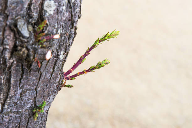 Close-up of a young shoot on the trunk of a tamarisk tree