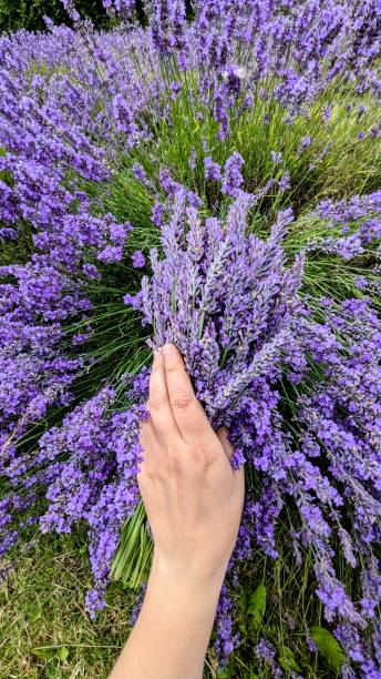 istock Lavender bouquet in a hand. Lavender fields, UK 2164456066