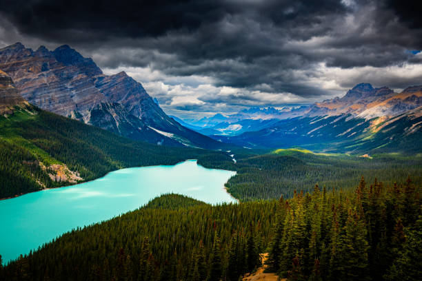 peyto lake in Alberta in Canada. It looks like a coyote head
