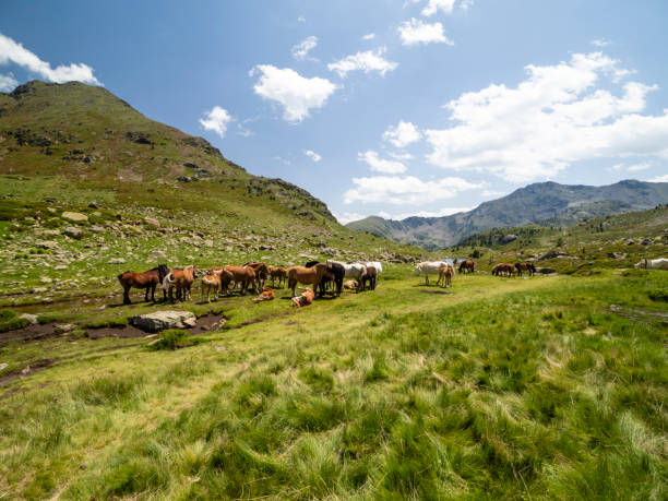 Horses grazing freely in the mountains