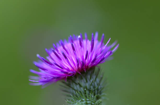 istock pink thistle flower with green background 2164459519