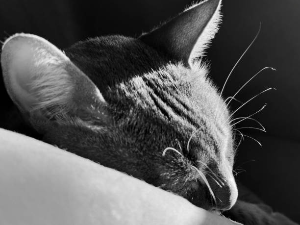 A cat lying comfortably on the floor, with dramatic striped shadows casting over its body. The interplay of light and shadows creates a striking visual effect, enhancing the natural beauty of the cat's form. Perfect for projects that focus on contrast, texture, and the calming presence of animals.