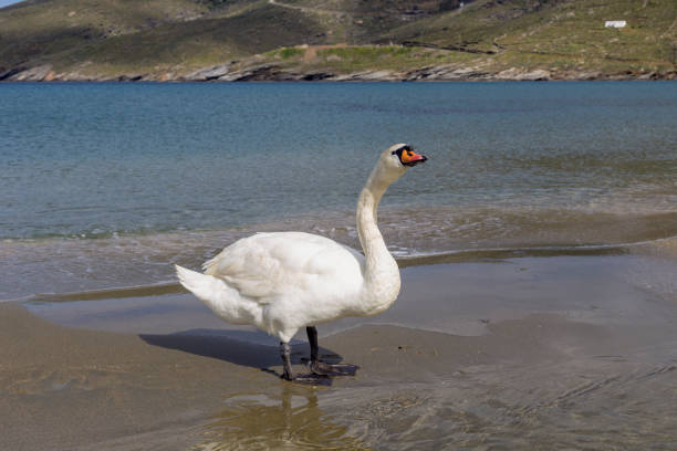Free picture: swan, beautiful, neck, grace, coastline, water, wildlife ...