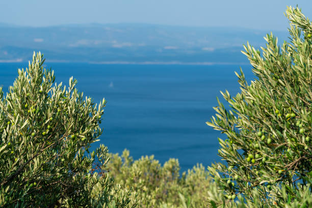 View of an olive tree with the Adriatic Sea visible in the background