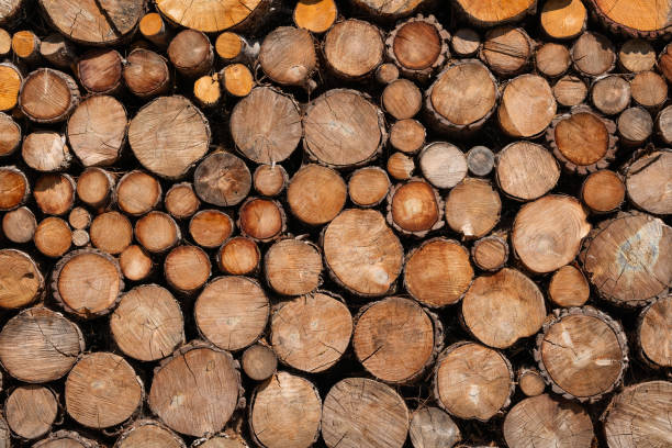istock Pile of carefully stacked logs 2164479632
