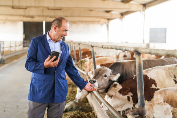 istock farmer senior man with tablet in mobile telephone checking cows on farm 2164479932