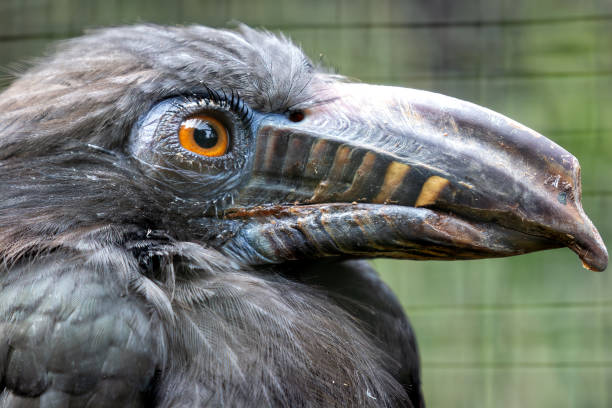 istock Luzon Tarictic Hornbill (Penelopides manillae) in Luzon Island, Philippines 2164480153