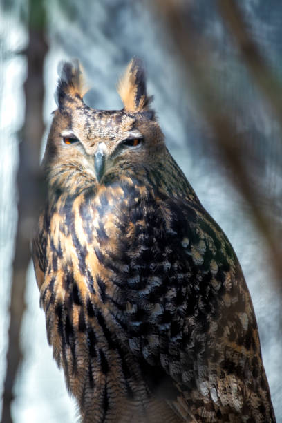 A long-eared owl was spotted. This medium-sized owl, with its distinctive ear tufts, is commonly found in dense forests and woodlands across Europe, Asia, and North America, often roosting in thick cover.